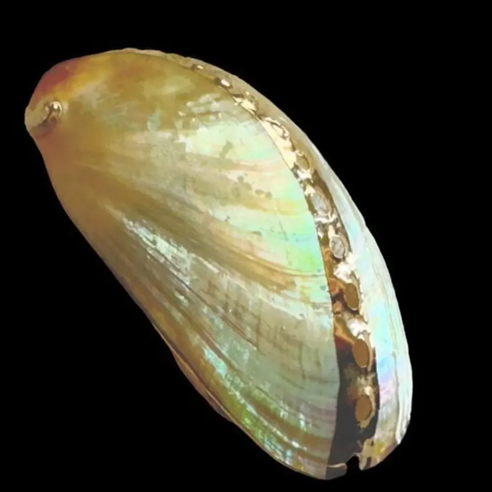 Gilded White Abalone Shell Scarf Slide Gold Painted Accents Shell Clip 1990’s